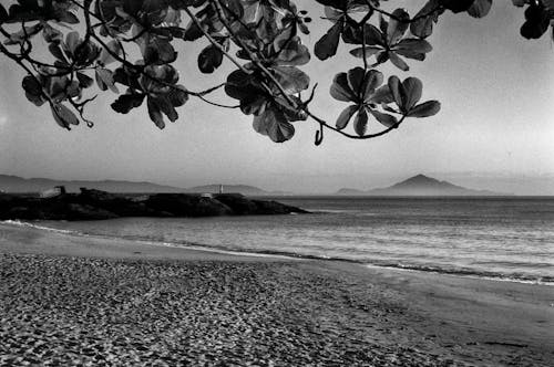 Gratis arkivbilde med manha, praia, praia em preto e branco