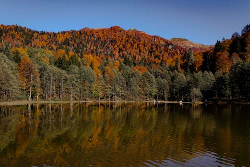 Lake and Forest on Hill behind in Autumn