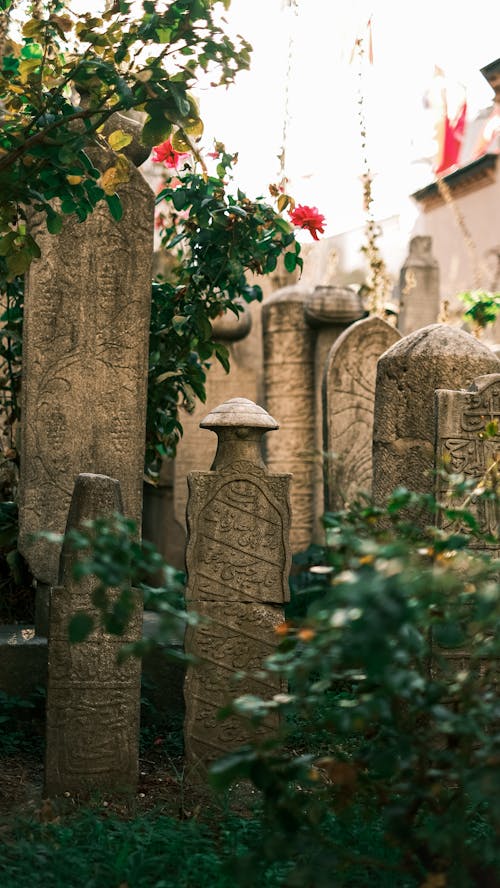 Free stock photo of death, flower, grave