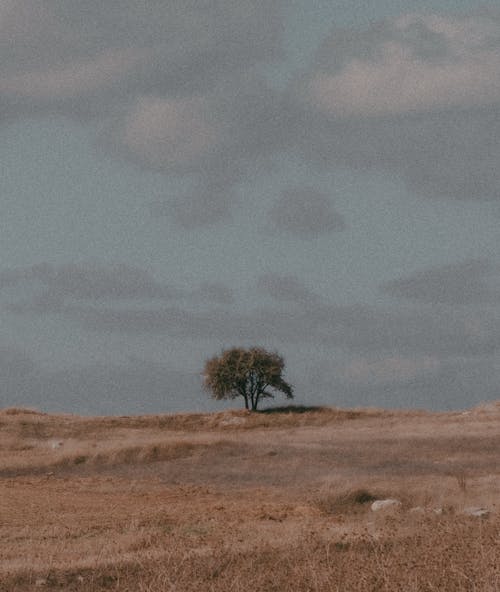 Yalnız Ağaç