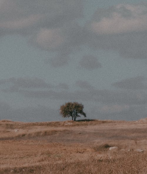 Foto d'estoc gratuïta de arbre, natura, paisatge