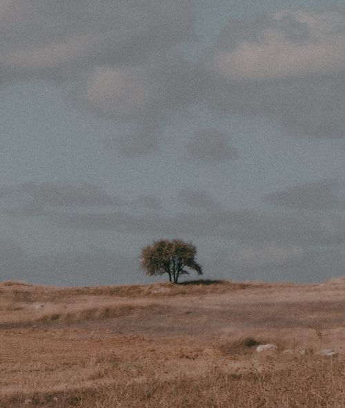 Free A lone tree stands majestically on a vast, open grassland under a cloudy sky. Stock Photo