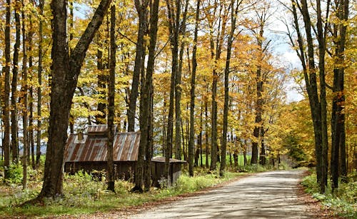 House Near Road on Forest