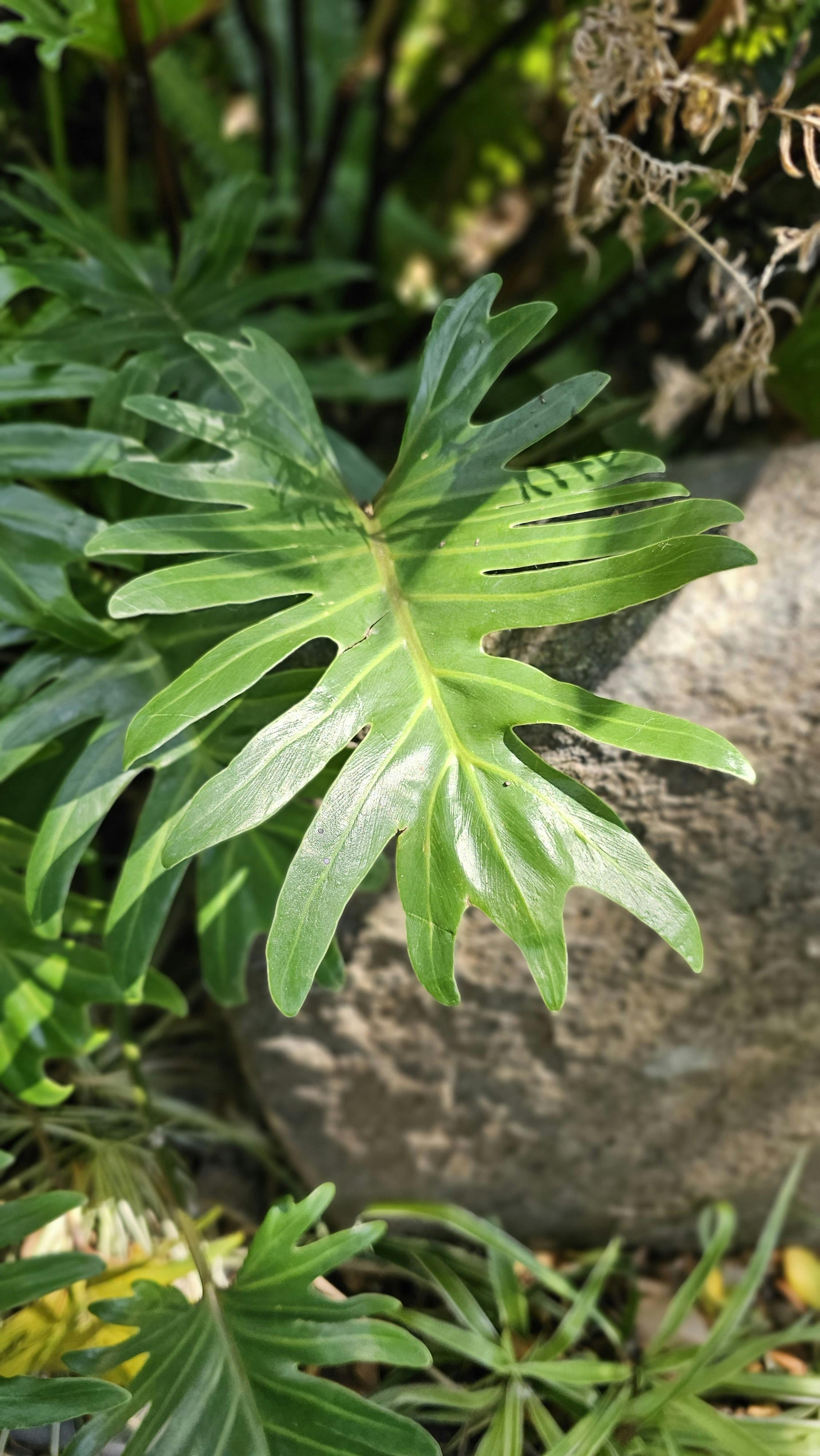 what is the value of cassava leaf