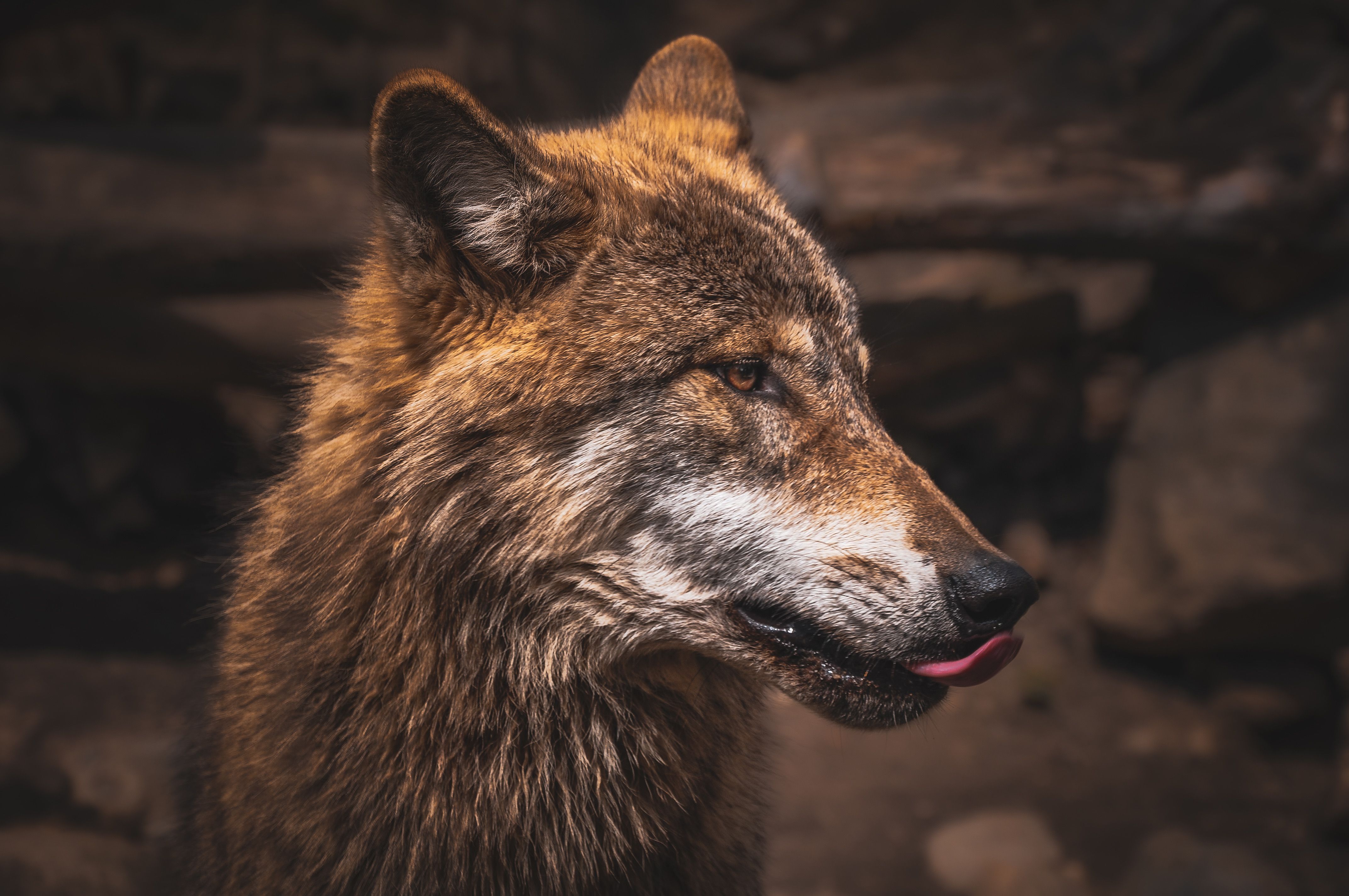 Intimate close-up of a wolf with rich fur in natural habitat.