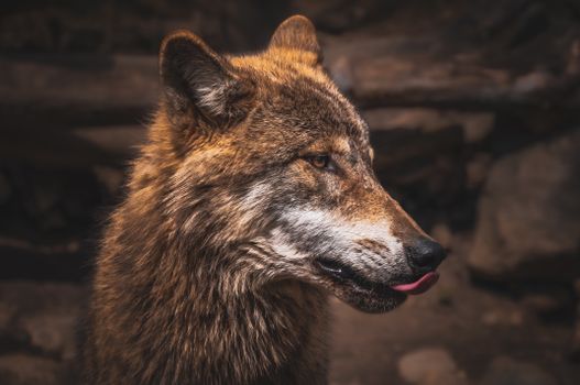 Intimate close-up of a wolf with rich fur in natural habitat.