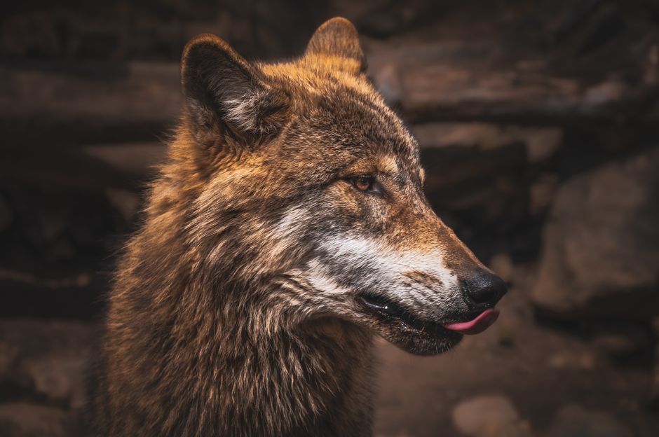 Intimate close-up of a wolf with rich fur in natural habitat.