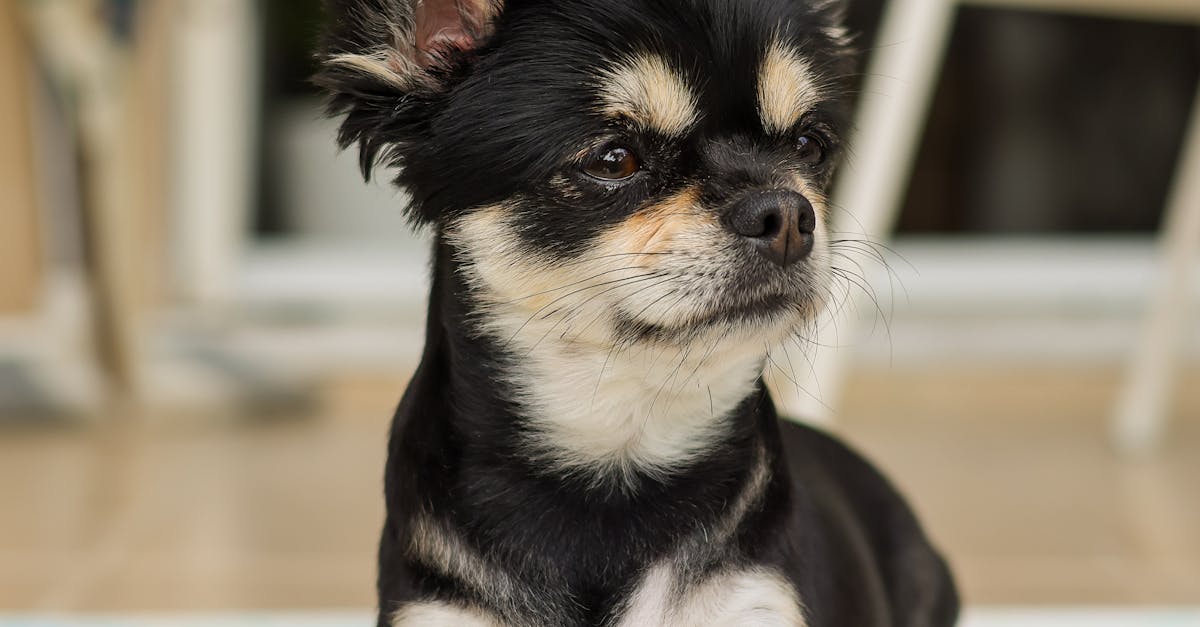 Focused Gaze: The Little Guardian at the Doorway