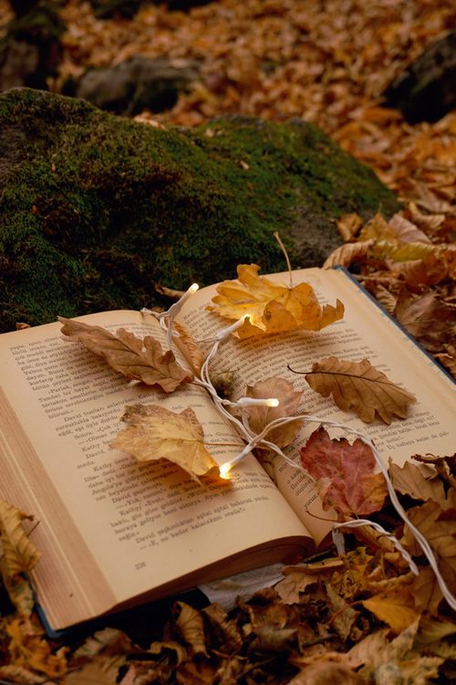 Light Fall Books Back Fallen Leaves and Lights on Opened Book · Free Stock Photo