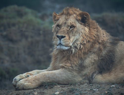 Lion Lying on Ground