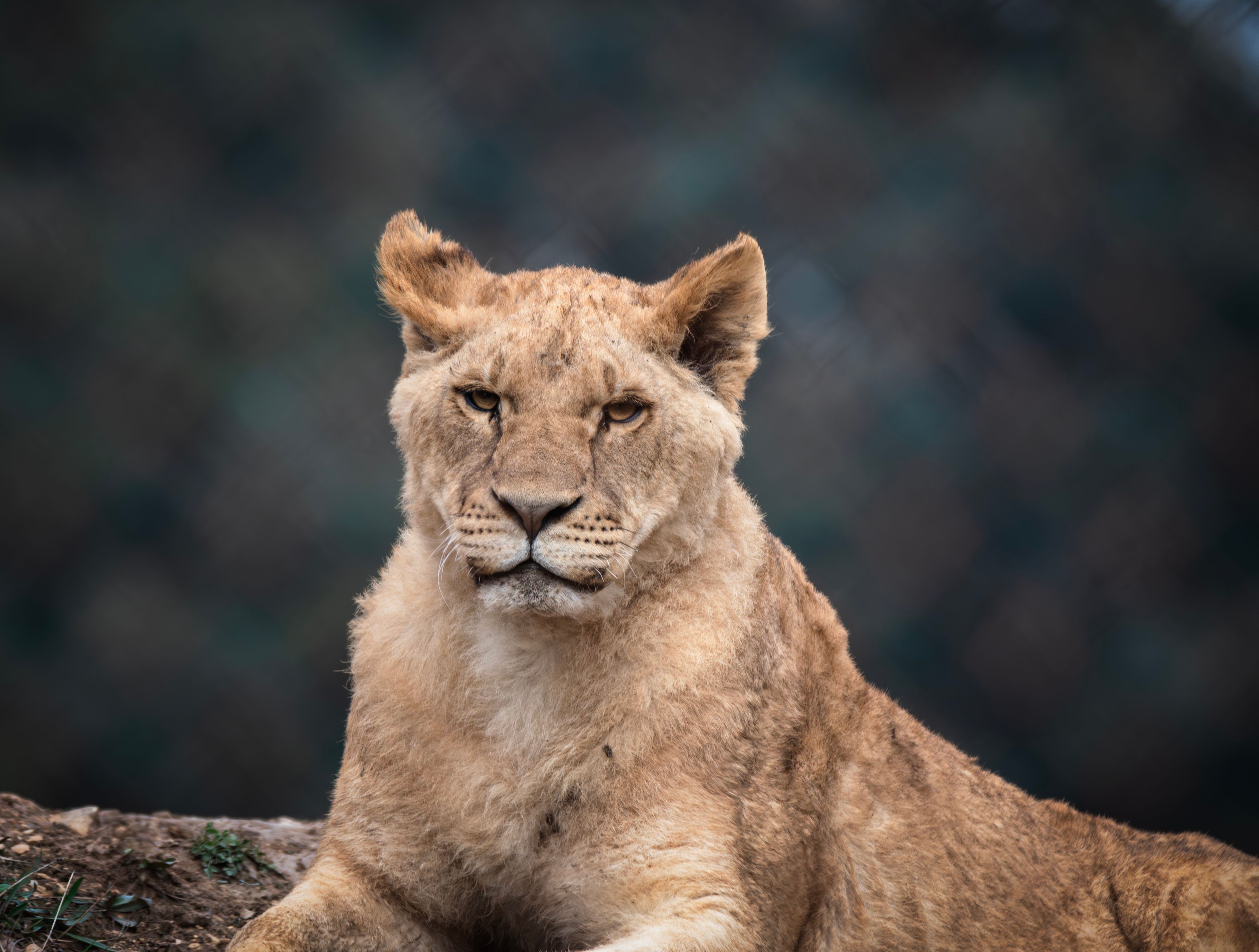 Close-up of a serene lioness resting in the wild, capturing her gentle strength.