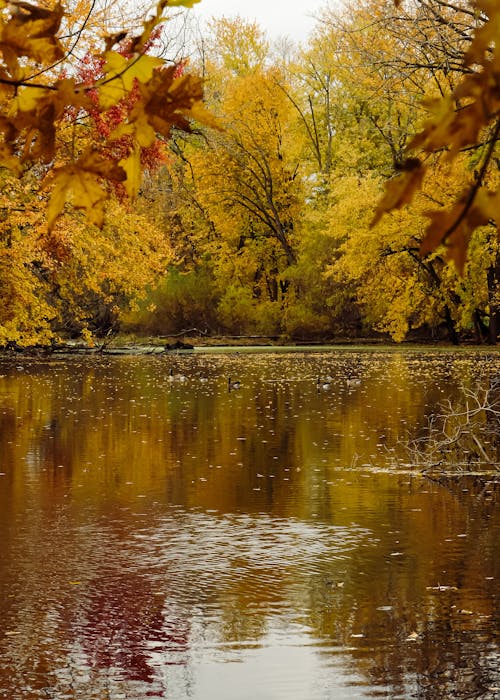 Lake and Colorful Forest in Autumn behind