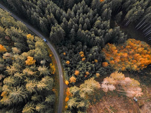 Free Flight Over the Road Through the Forest at Autumn Stock Photo