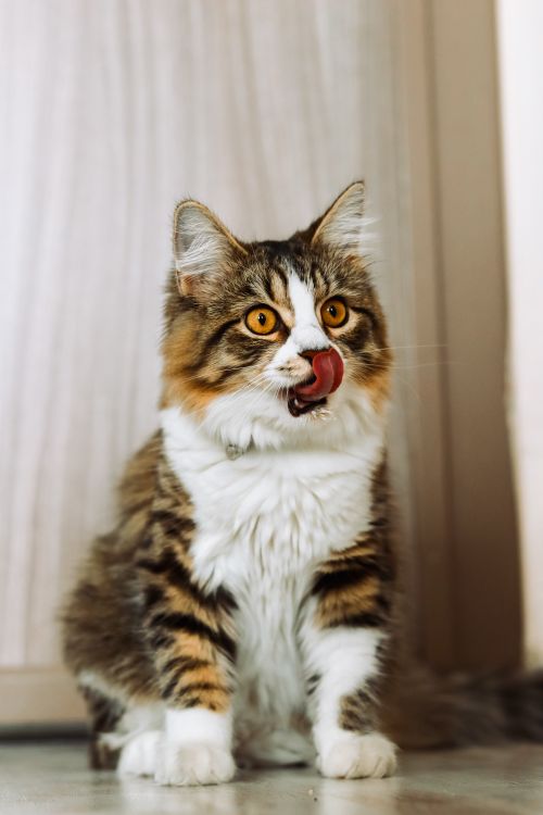 Free Close-up of a tabby cat indoors, playfully licking its nose with bright orange eyes and soft fur. Stock Photo