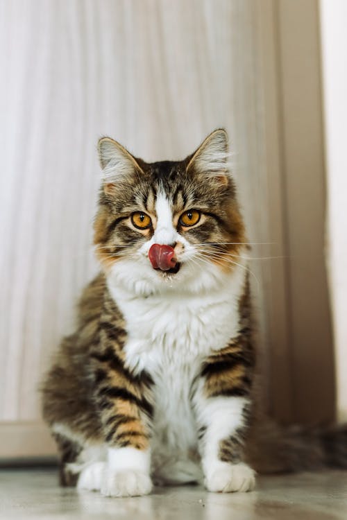 ネコ, ぶち, フロアの無料の写真素材