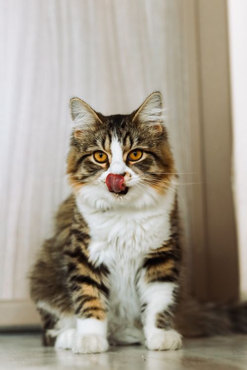 Free Adorable tabby cat licking nose while sitting indoors. Ideal for pet lovers. Stock Photo