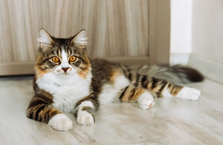 Fluffy tabby cat relaxing calmly indoors