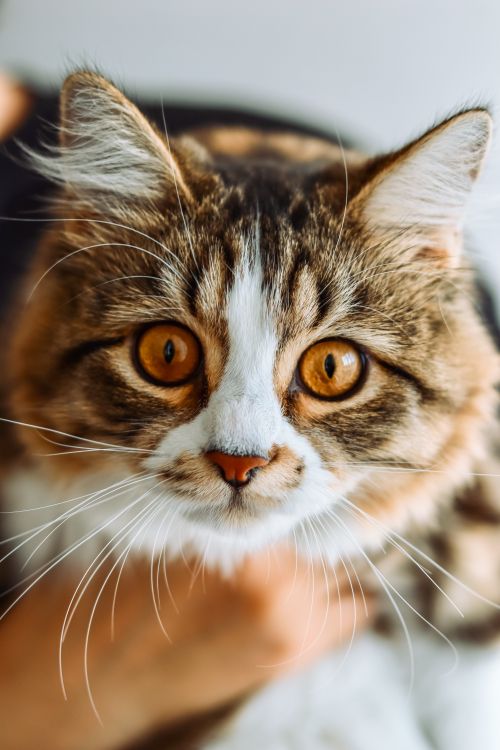 Free A captivating close-up of a tabby cat with striking amber eyes, perfect for animal lovers. Stock Photo