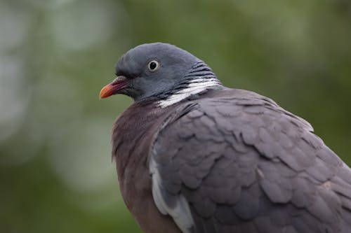 A pigeon is standing on a wooden post