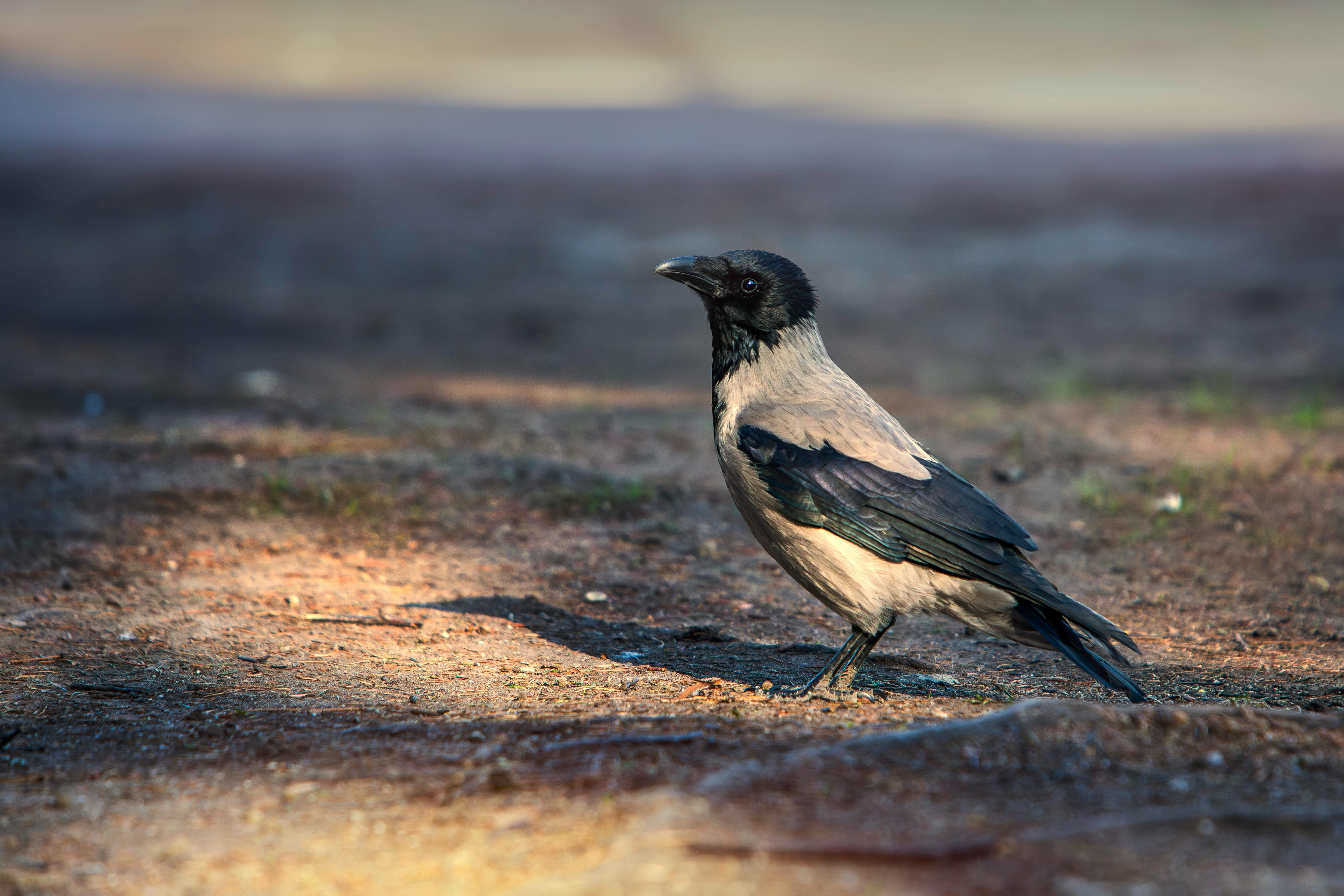 A hooded crow (Corvus cornix) stands on sunlit ground in a forest, showcasing natural wildlife beauty.