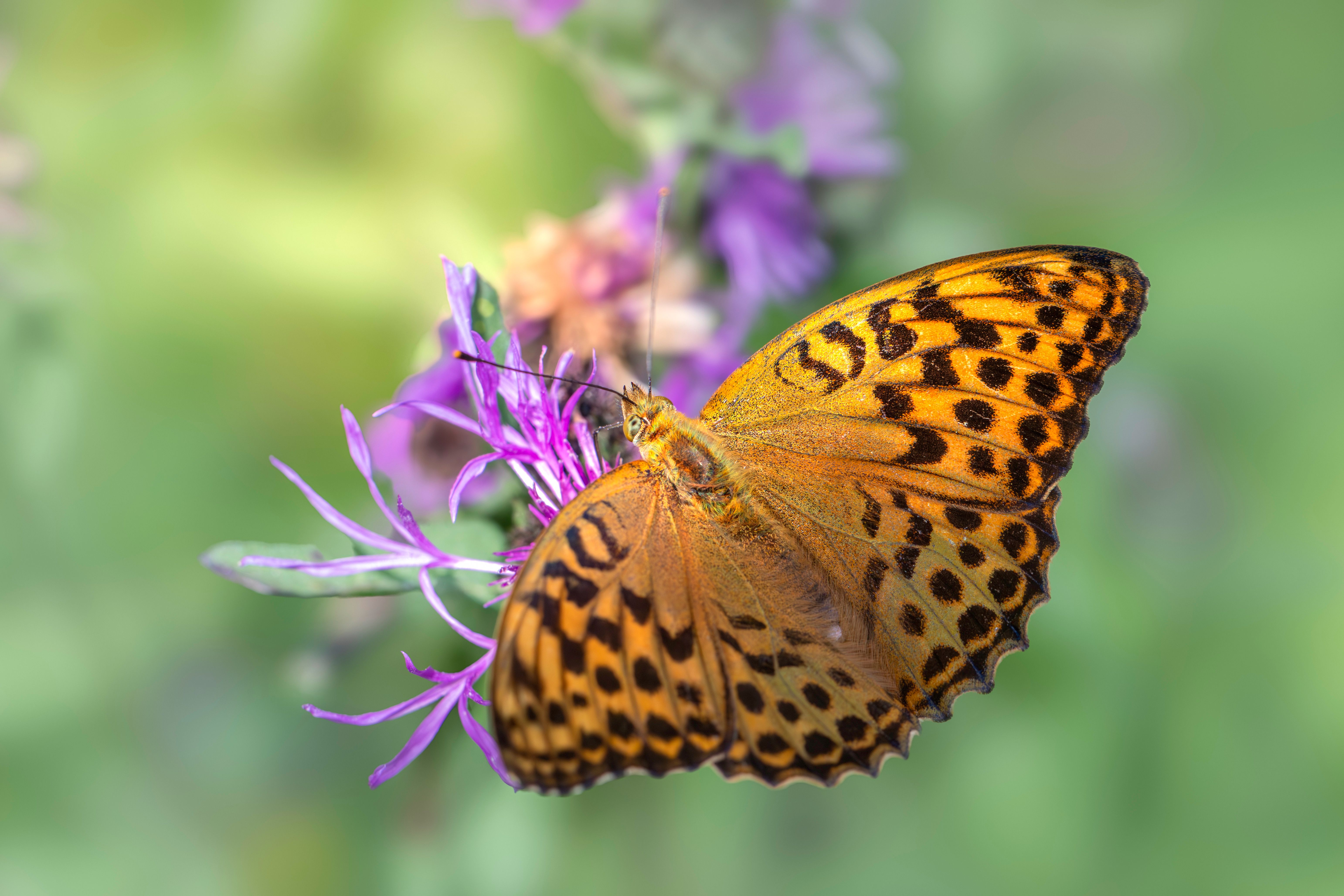 A butterfly is sitting on top of a purple flower · Free Stock Photo