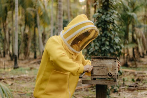 Gratis stockfoto met beschermende kleding, bijenkorf, Bos