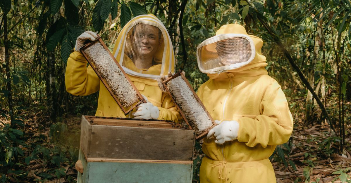 Deux apiculteurs en costumes jaunes examinent des cadres de miel en plein air dans une forêt verdoyante.