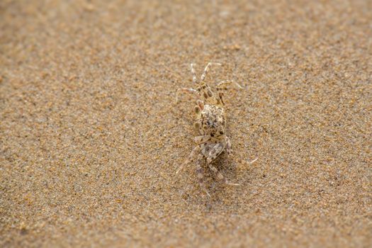 A camouflaged sand crab blends into the beach sand, showcasing nature's artful disguise.