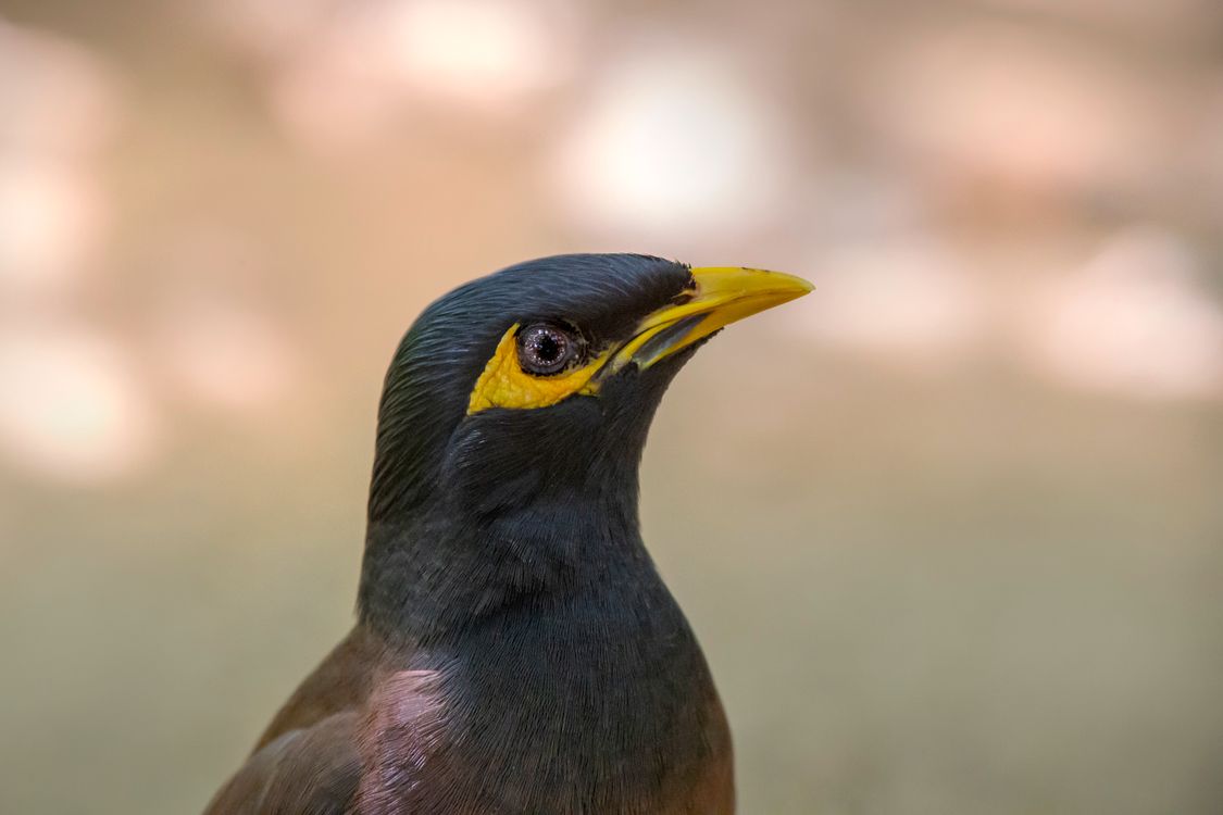 Myna Eye Head of Common Myna · Free Stock Photo