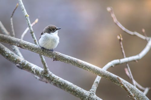 Flycatcher Perching on Branch