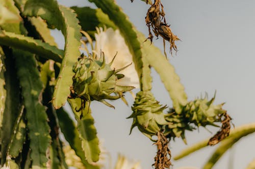 Green Leaves of Cactus