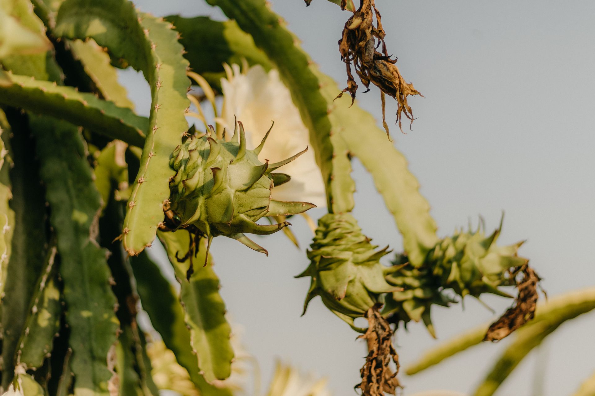 A detailed view of dragon fruit cactus with prominent spikes in natural sunlight.