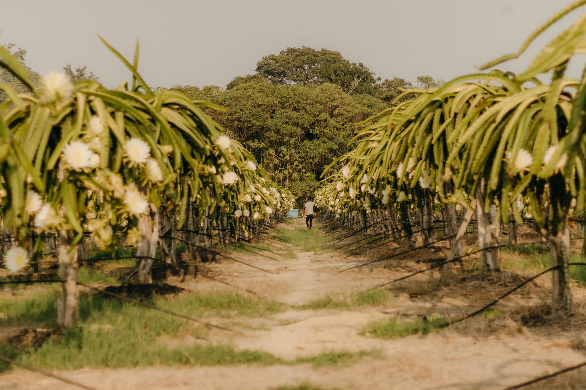 A tranquil pathway through a blooming dragon fruit orchard, surrounded by lush greenery and clear skies.