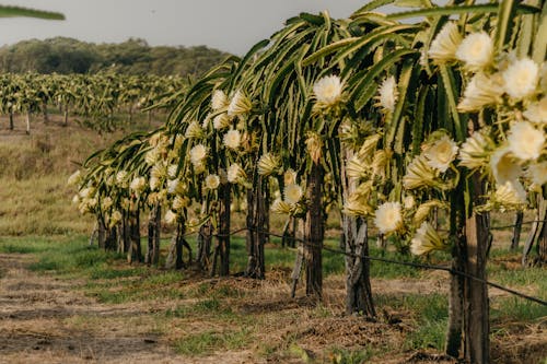 Kostnadsfri bild av anläggning, blommor, fält