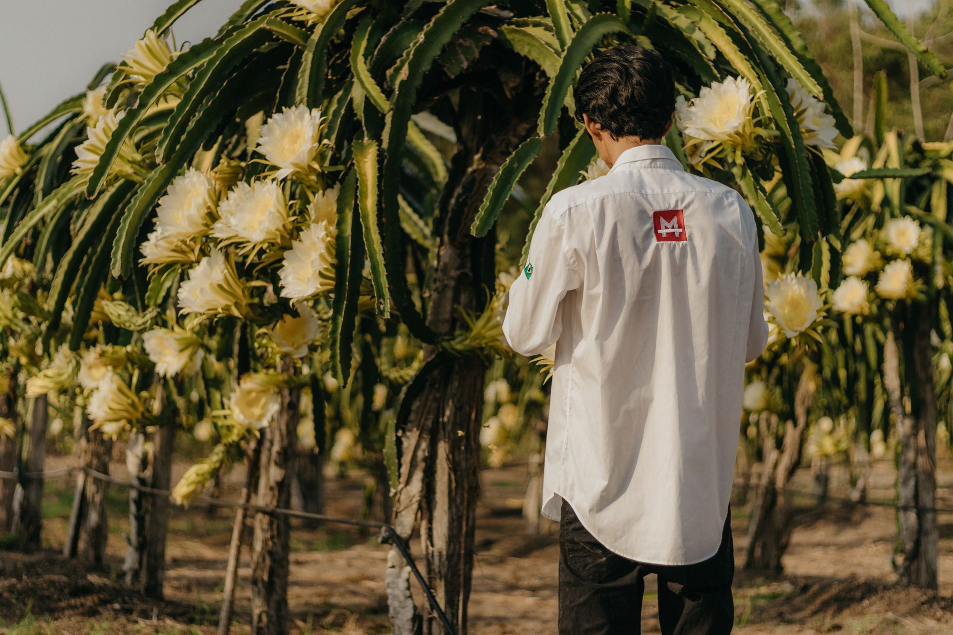 Man in white shirt stands in a dragon fruit garden with blooming flowers.