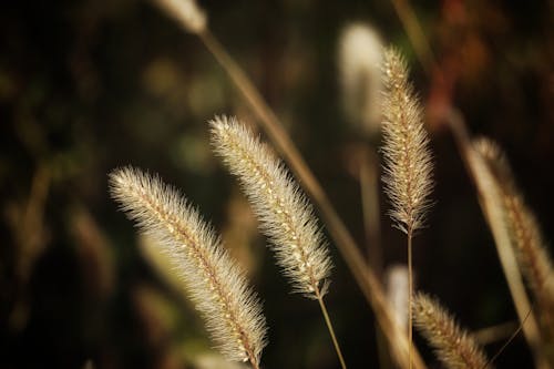 Fotobanka s bezplatnými fotkami na tému čerstvý, príroda, rastliny