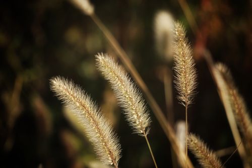 Free Captivating close-up of soft, fluffy grasses swaying gently in Metaxochori, Greece. Stock Photo
