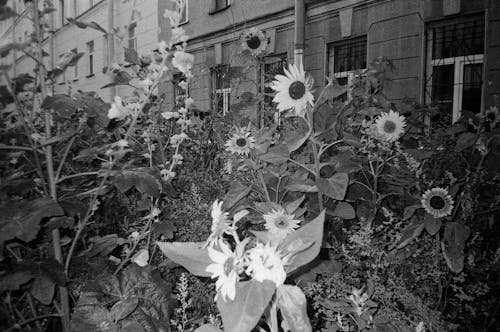 Darmowe zdjęcie z galerii z czarno-biały, krzak, kwiaty