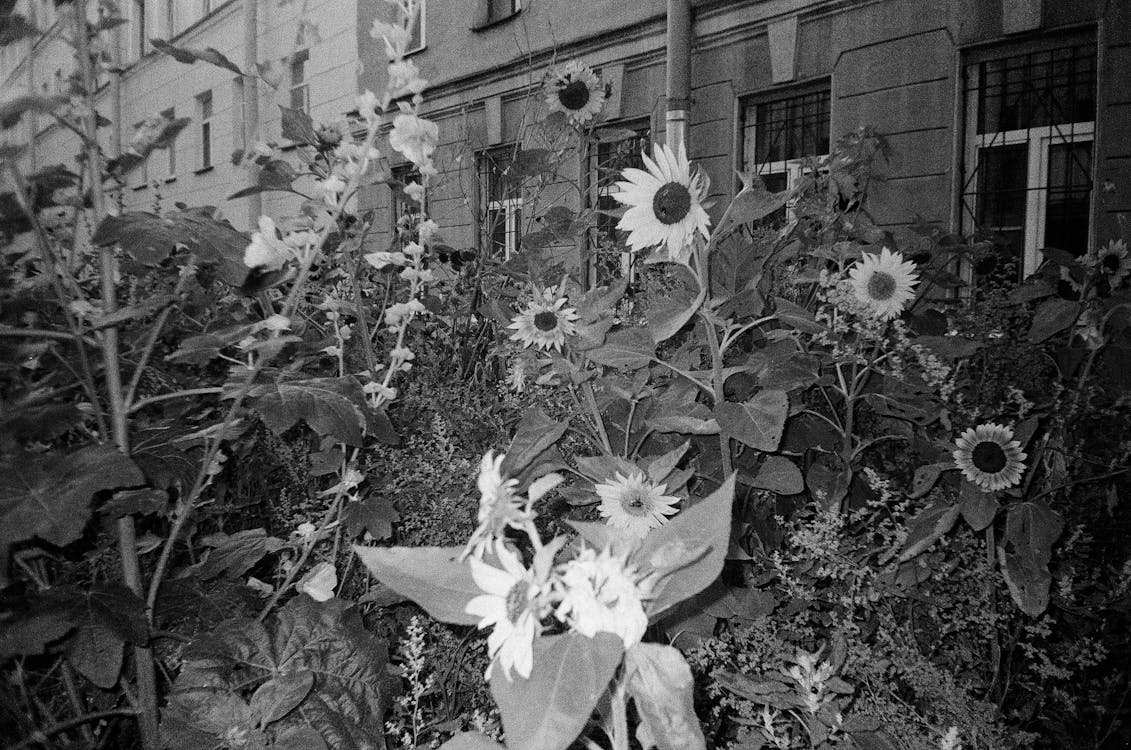 Bush with Sunflowers in Town