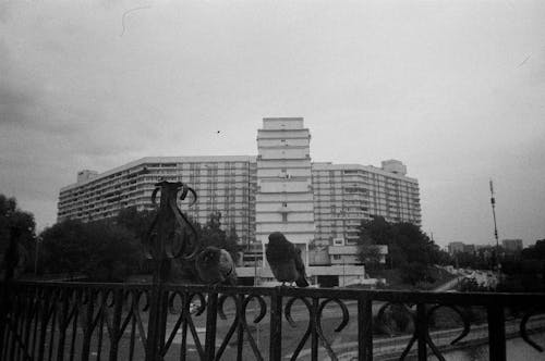 Fotobanka s bezplatnými fotkami na tému budova, čierny a biely, holuby