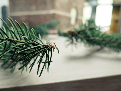 Free stock photo of branch, christmas, conifer