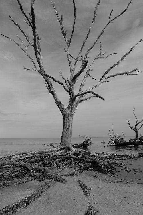Empty Tree Real Empty Tree on a Beach · Free Stock Photo
