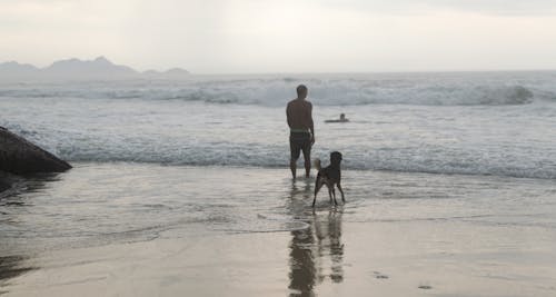 Fotos de stock gratuitas de canino, decir adiós con la mano, mar