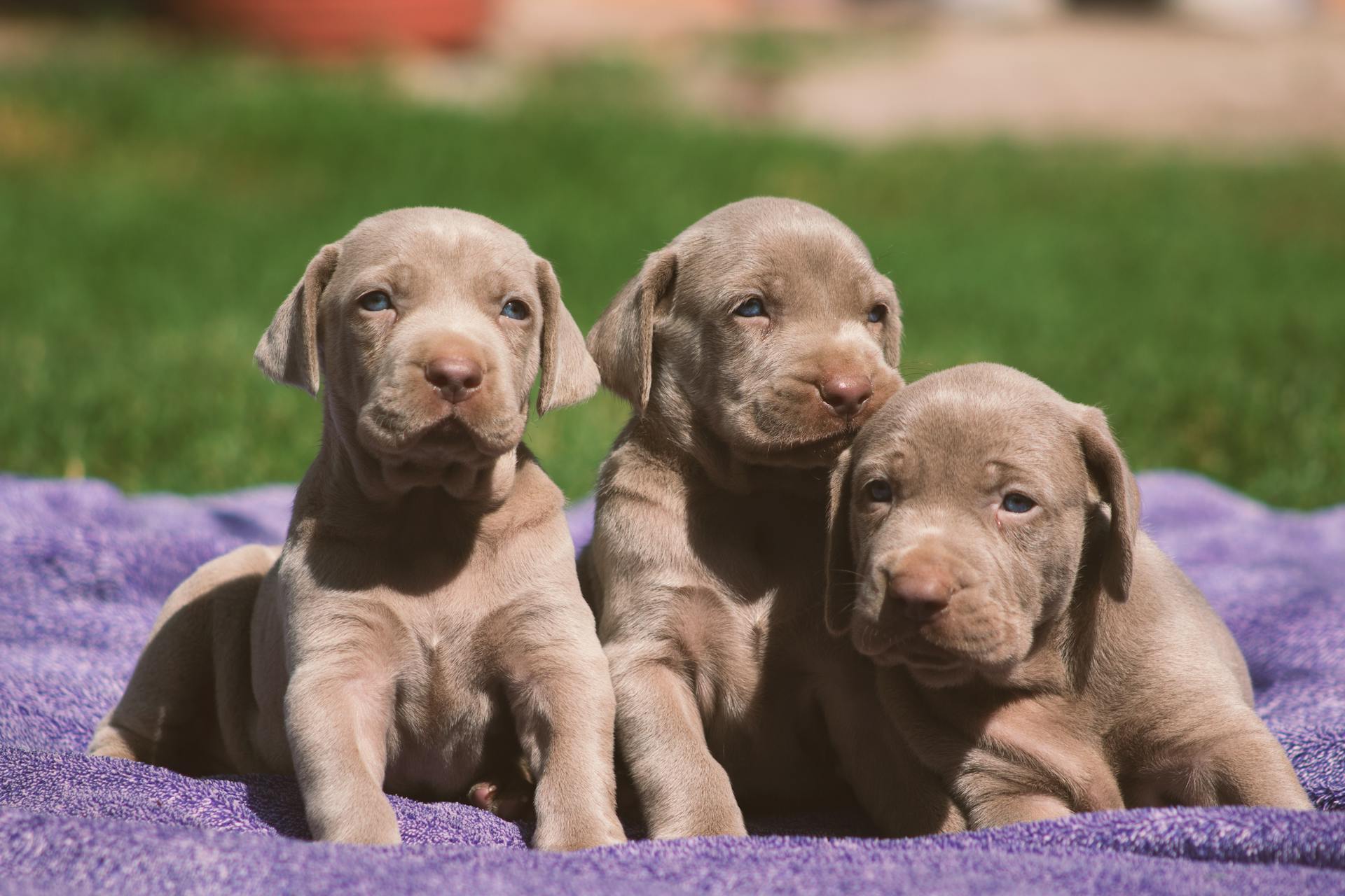 Des chiots sur une serviette dans la cour