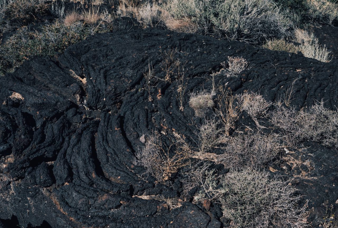 Ancient Ferns Fueled Massive Wildfires During End-Triassic Extinction