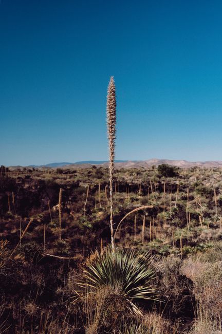 A tall plant in an arid desert landscape under a clear blue sky.