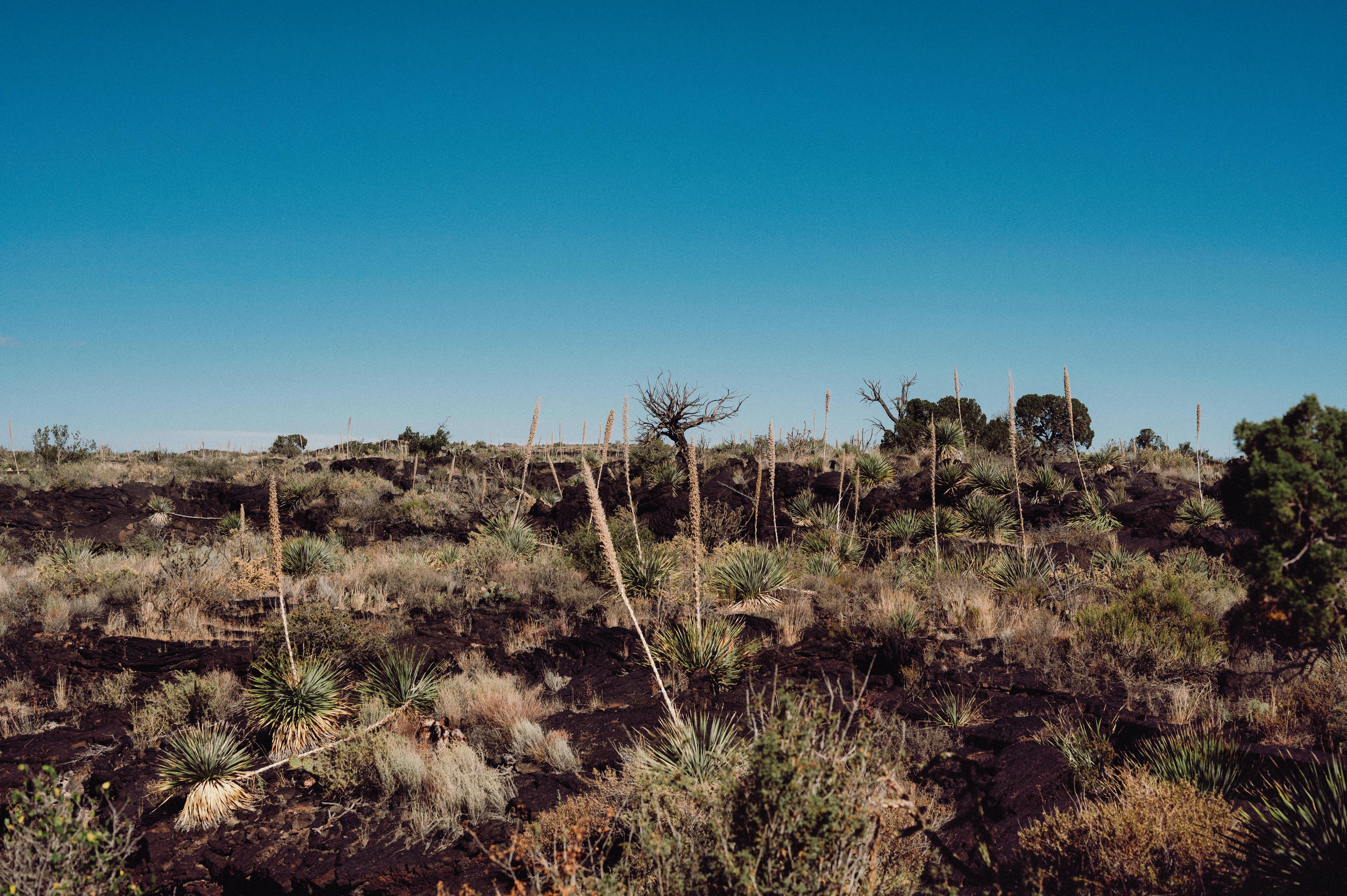 A rugged desert terrain under a clear blue sky, showcasing sparse vegetation.