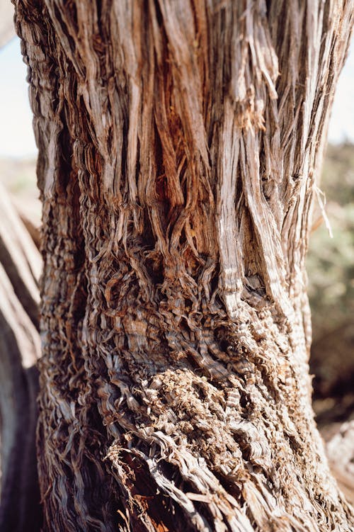 Foto profissional grátis de apodrecido, árvore, áspero