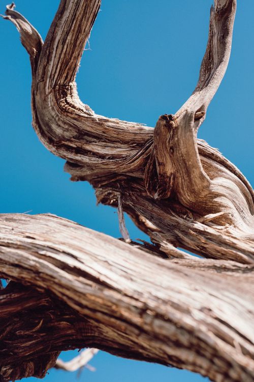 Free Close-up of twisted dead tree with clear blue sky, showcasing texture and contrast. Stock Photo
