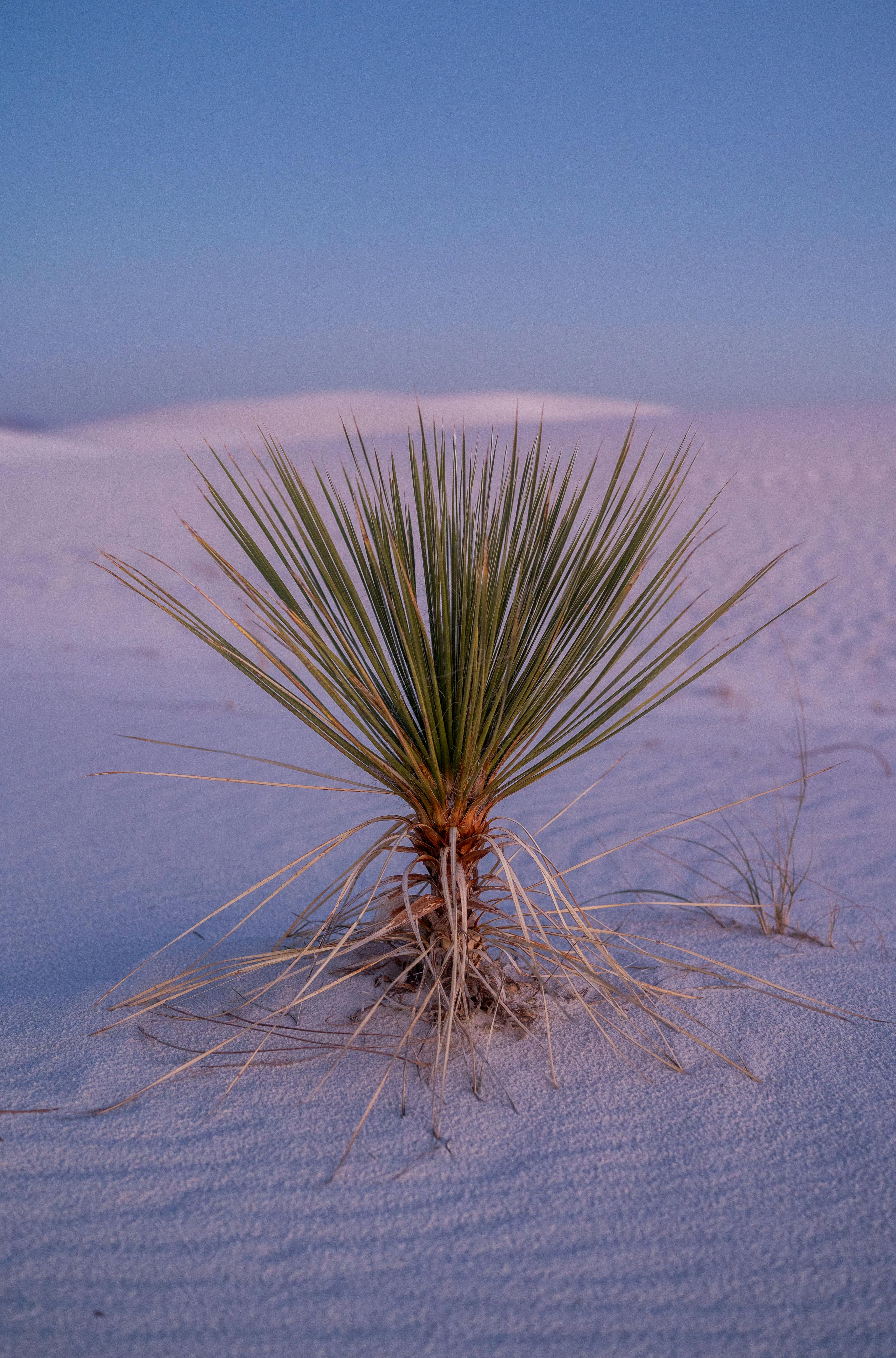 Yucca plant in the serene landscape of White Sands desert, captured during a tranquil dusk.